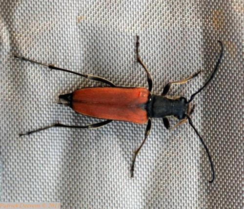 Anastrangalia dubia