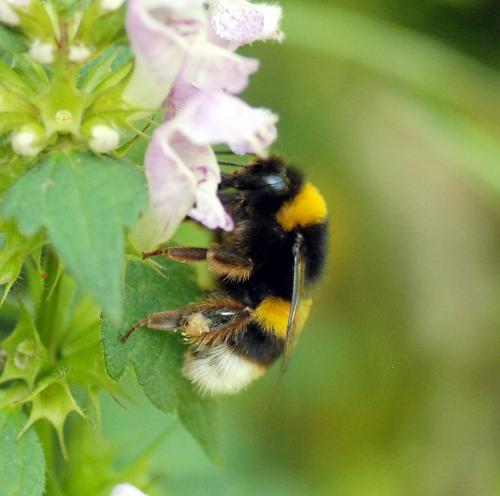Bombus sp.