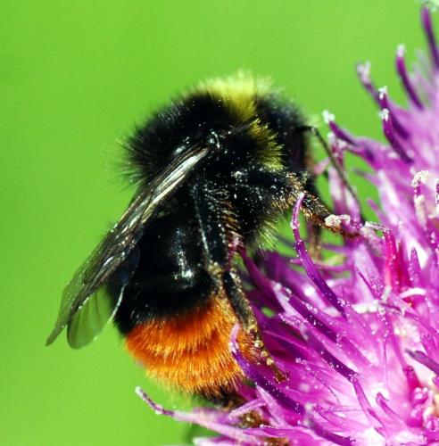 Bombus sp.