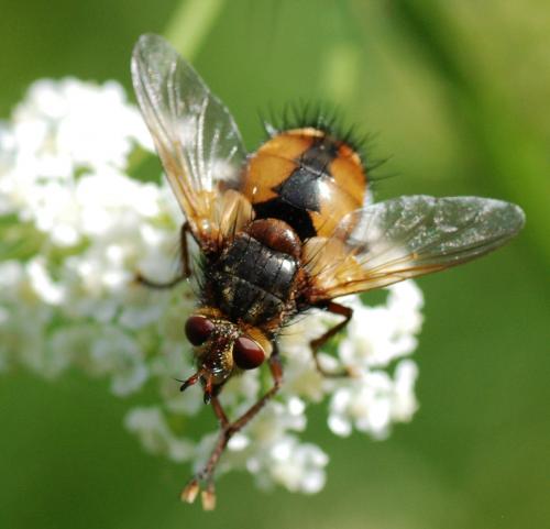 Tachina fera
