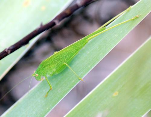 Réf. 96 820 : Phaneroptera nana