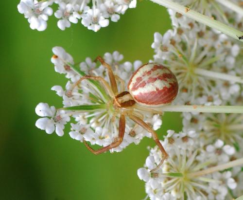 Réf. 96 581 : Runcinia grammica