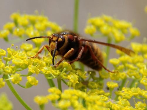 Vespa crabro