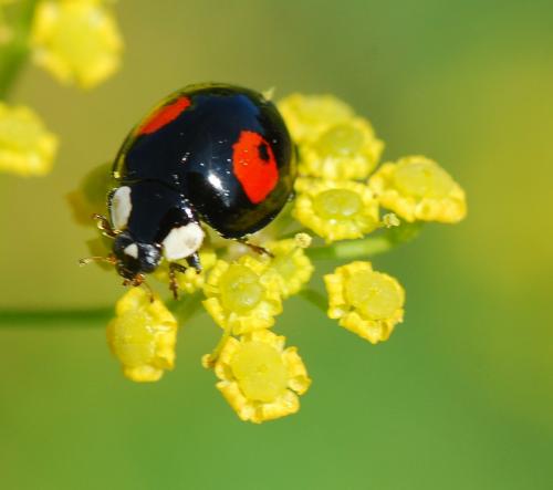 Harmonia axyridis