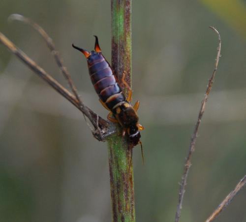Forficula auricularia