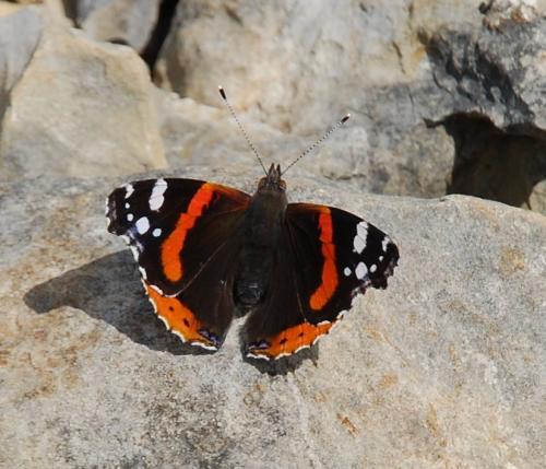 Réf. 96 778 : Vanessa atalanta