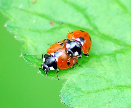 Coccinella septempunctata