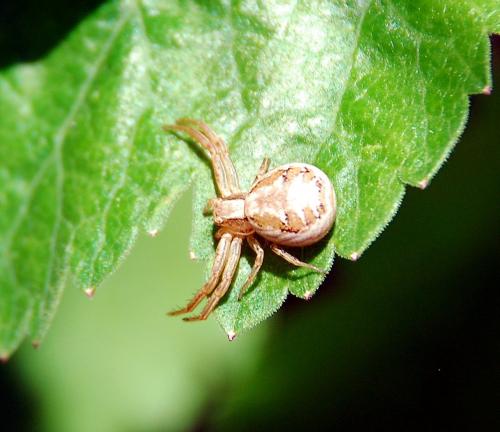 Xysticus sp.