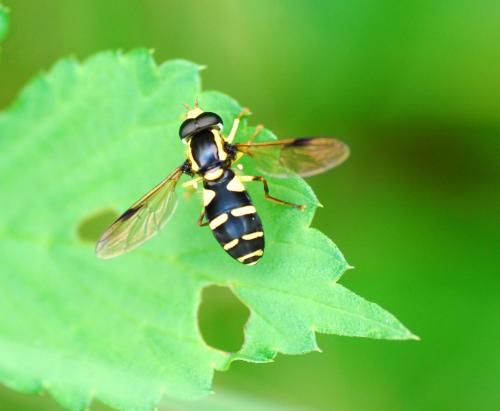 Philhelius sp.