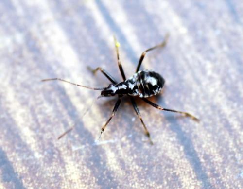 Himacerus mirmicoides