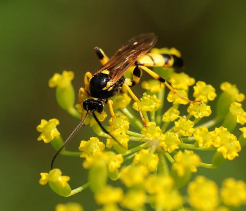 Réf. 96 974 : Ichneumon xanthorius