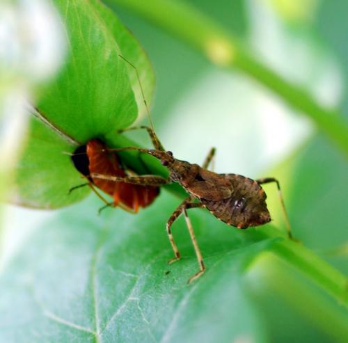 Himacerus apterus