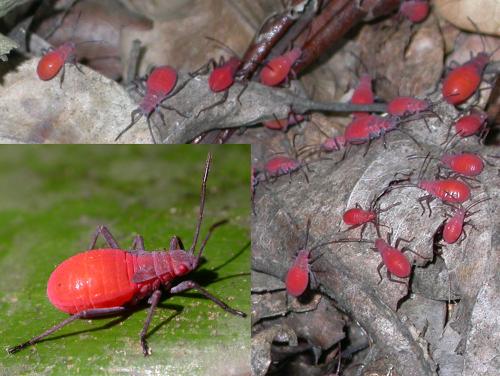 Cenaeus sp.
