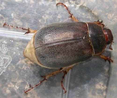 Hoplochelus marginalis