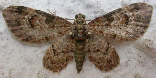 Réf. 96 841 : Gymnoscelis rubricata