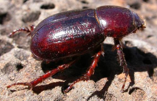 Réf. 96 891 : Marronus borbonicus