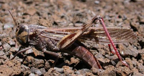 Réf. 96 890 : Locusta migratoria