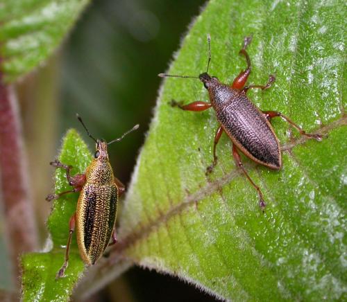 Cratopus sumptuosus