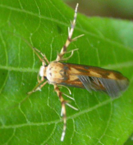 Réf. 96 898 : Stathmopoda margabim