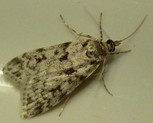 Réf. 96 899 : Scoparia sp.