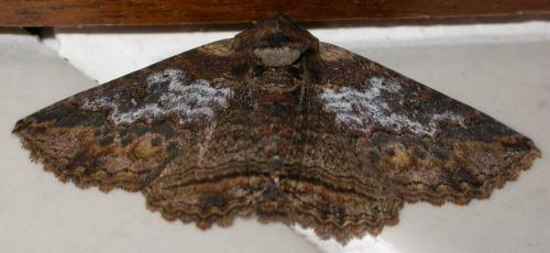 Réf. 96 900 : Dugaria mendax