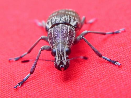 Acanthopygus sp.