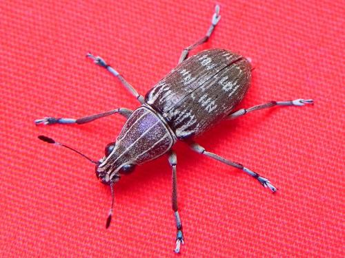 Réf. 96 321 : Acanthopygus sp.