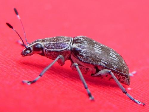 Réf. 96 322 : Acanthopygus sp.