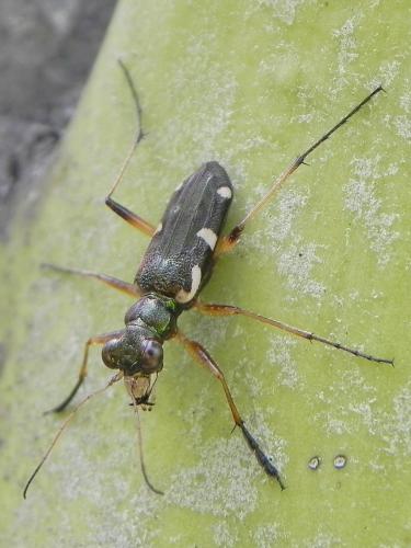 Réf. 96 414 : Caledonica lunigera