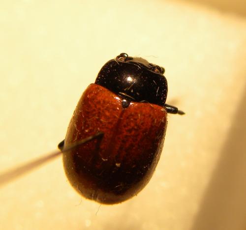 Réf. 96 231 : Chrysolina lucida