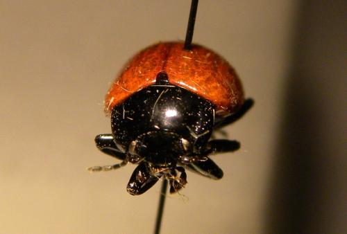 Réf. 96 232 : Chrysolina lucida