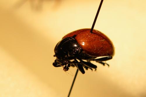 Réf. 96 233 : Chrysolina lucida