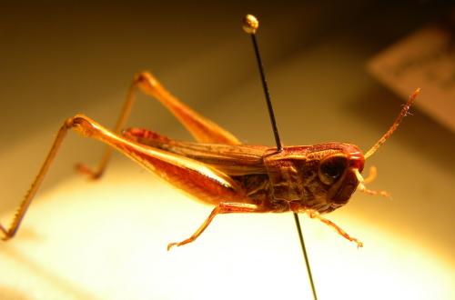 Euchorthippus elegantulus