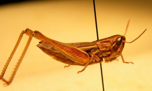 Réf. 96 326 : Euchorthippus elegantulus