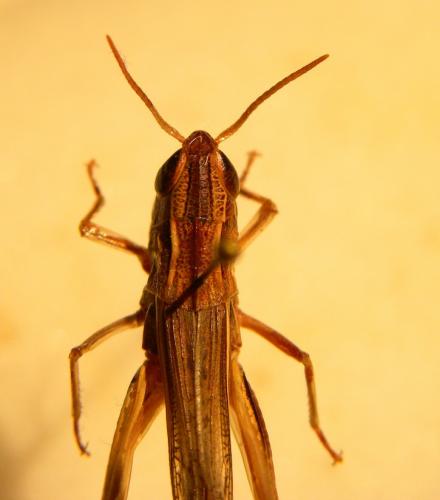 Euchorthippus elegantulus