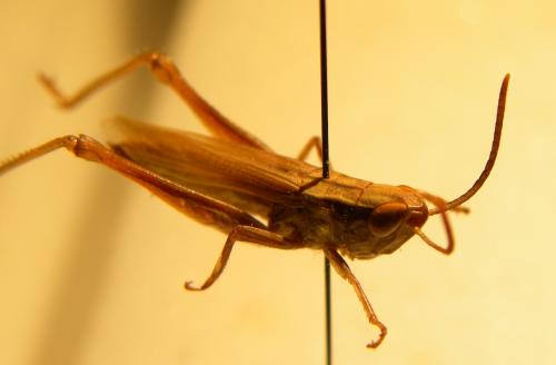 Euchorthippus sp.