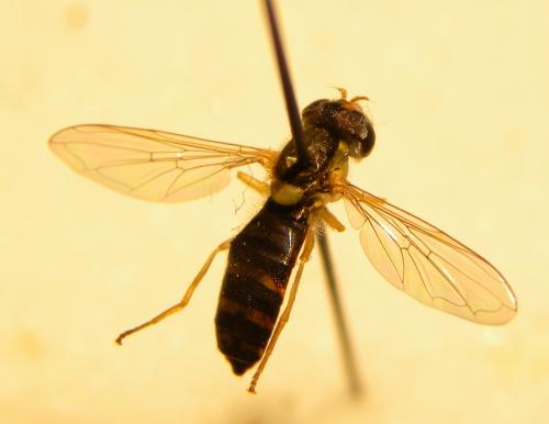 Sphaerophoria sp.