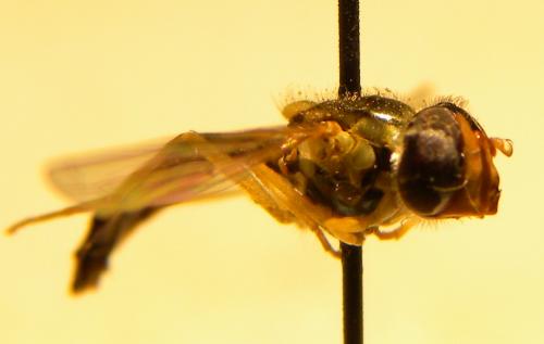 Sphaerophoria sp.