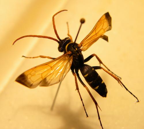 Batozonellus lacerticida