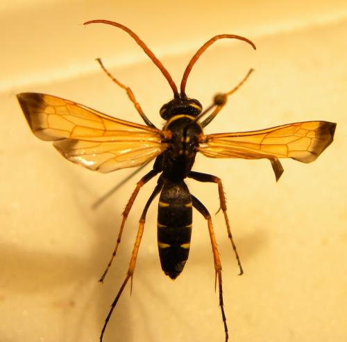 Réf. 96 722 : Batozonellus lacerticida