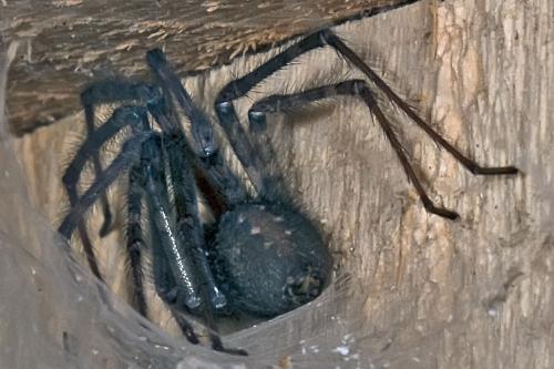Tegenaria sp.