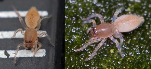 Clubiona sp.