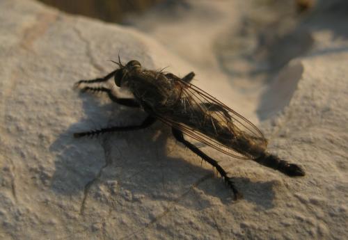 Réf. 96 490 : Machimus fimbriatus
