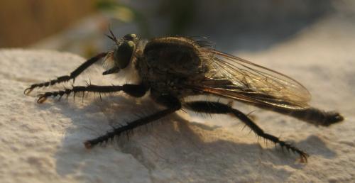 Réf. 96 491 : Machimus fimbriatus