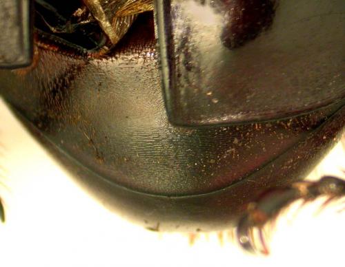 Réf. 96 033 : Oryctes augias