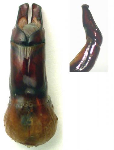 Oryctes amberiensis