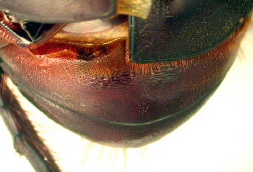 Oryctes amberiensis