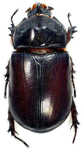 Oryctes amberiensis