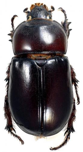 Oryctes augias