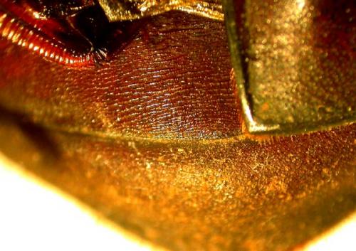 Réf. 96 242 : Oryctes amberiensis pauliani